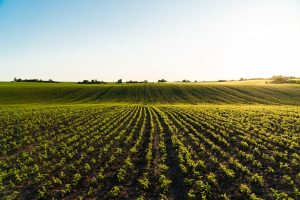 plant tissue testing
